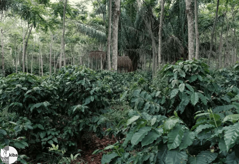 Cafe waikiba bajo bosques 01